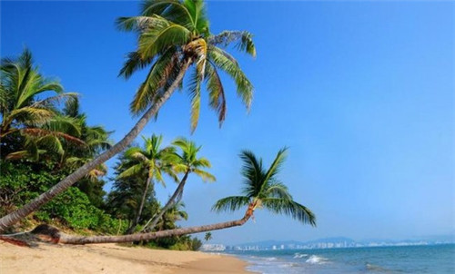 纯色奶茶是什么奶茶店名字，纯色奶茶是什么奶茶店